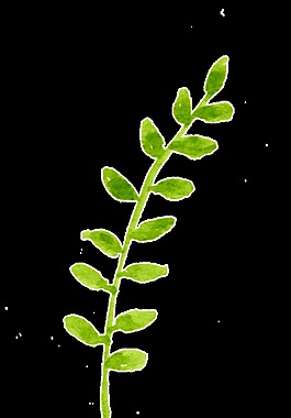 春季生長植物卡通透明素材