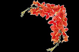 花卉裝飾邊框卡通透明素材