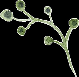 結(jié)果植物卡通透明素材
