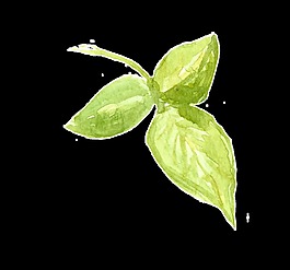 薄荷葉卡通透明素材