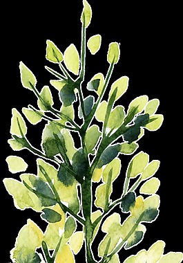 清新種植植物卡通透明素材