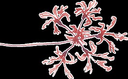 烟花枝叶卡通透明素材