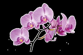 白紫花葉卡通透明素材