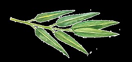 綠紫花葉卡通透明素材