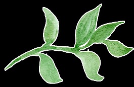 綠色樹葉透明素材
