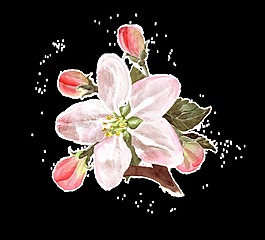 紅白桃花卡通透明素材