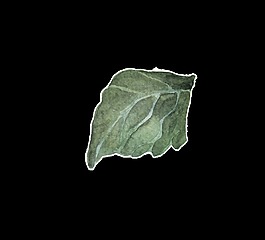 枯萎花葉卡通透明素材