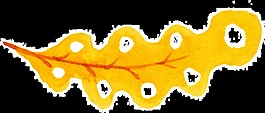 圓環(huán)花葉卡通透明素材