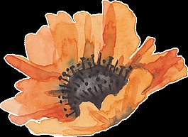 金黃花瓣卡通透明素材