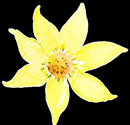 金黃花瓣卡通透明素材