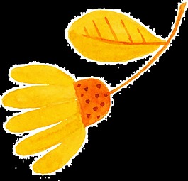橙黃花蕾卡通透明素材