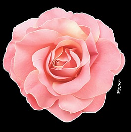甜蜜花卉卡通透明素材