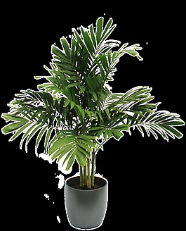 家裝綠化植物透明素材