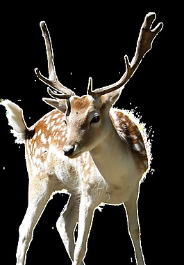 動(dòng)物園梅花鹿卡通透明素材