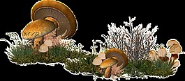 野生蘑菇透明素材