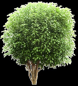 園藝修建植物透明素材