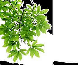 春季樹葉透明素材