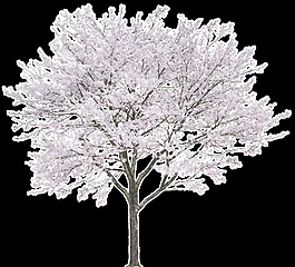 雪景植物透明素材