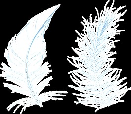 淡藍(lán)色植物透明素材