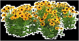 太陽(yáng)花透明素材