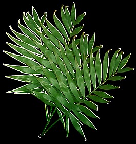 常見植物透明素材