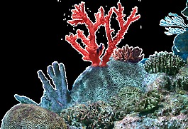 海洋館植物卡通透明素材