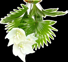 雪白花束卡通透明素材