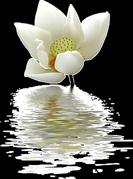 水中花朵卡通透明素材