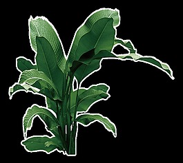 芭蕉叶透明素材