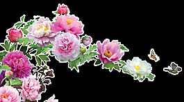 美麗茶花透明素材