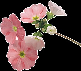 粉色花卉透明素材