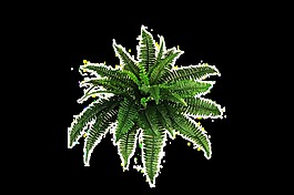 蕨類植物透明素材
