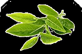 嫩芽樹葉透明素材