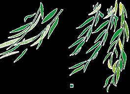 飞动柳叶透明素材