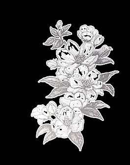 簡(jiǎn)筆畫植物卡通透明素材