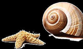 海洋生物透明素材
