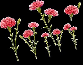 精致花卉透明素材