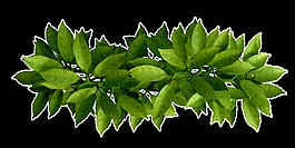 茂盛草丛透明素材