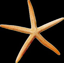 海星透明素材