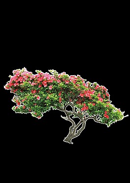 花卉植物透明素材