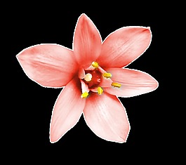 紅色花卉透明素材