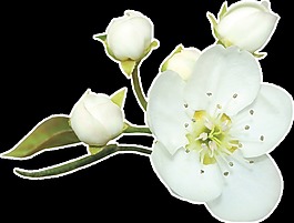春季含苞待放花卉透明素材