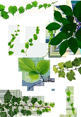 各式植物綠葉透明素材