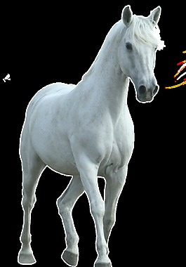 美麗白色寶馬透明素材