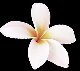 白色樸素花卉卡通透明素材