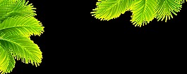 熱帶植物元素透明素材