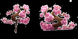粉色櫻花通透明素材