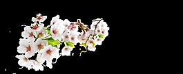 陰影白色花朵卡通透明素材