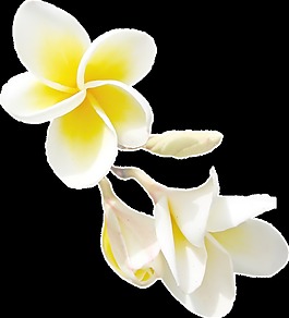 泛黃花卉卡通透明素材