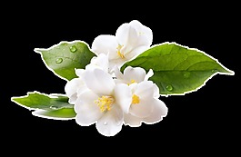 清香花卉透明素材